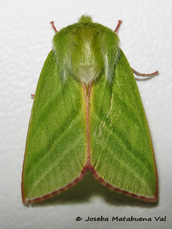 Pseudoips prasinana - Nolidae